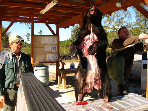 Dead black bear near Perry, Florida, USA