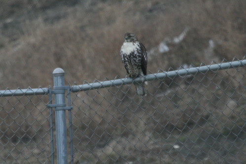 Red-tailed Hawk (juv.)