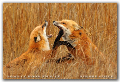 Sweet Nothings....  Red Foxes @ Bombay Hook NWR, DE (10 of 9)