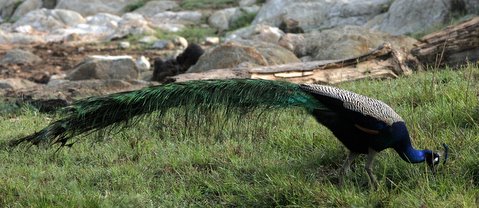 horizontal pic of peacock 270408