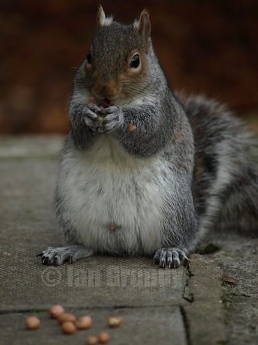 Flickr: Discussing Sex of squirrel in squirrels