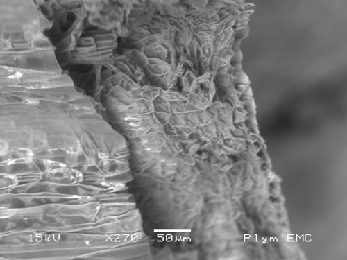 Photo taken with an electron microscope of a blade of grass
