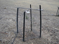 example of repaired olive fence