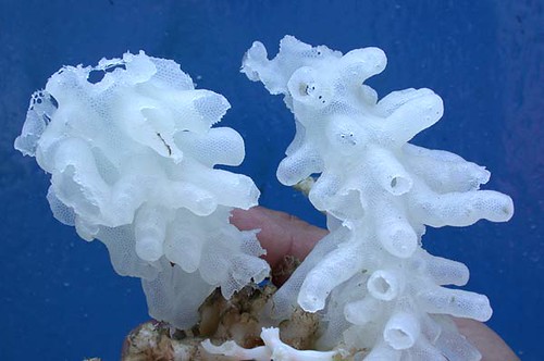 sponges in ocean. sponge found in the ocean.