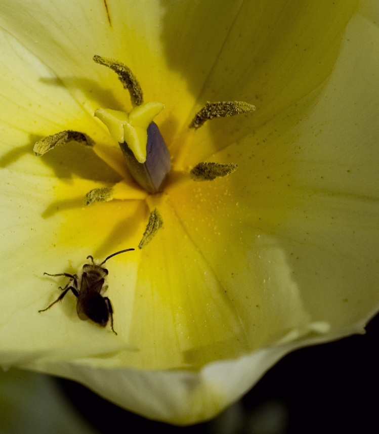 Bee & Tulip...