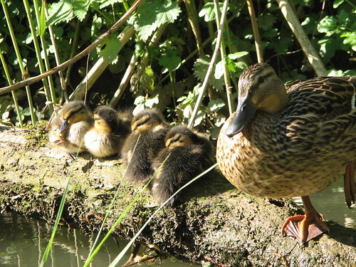 Duck with babies