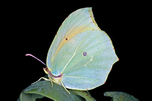 Butterfly (Gonepteryx cleopatra)