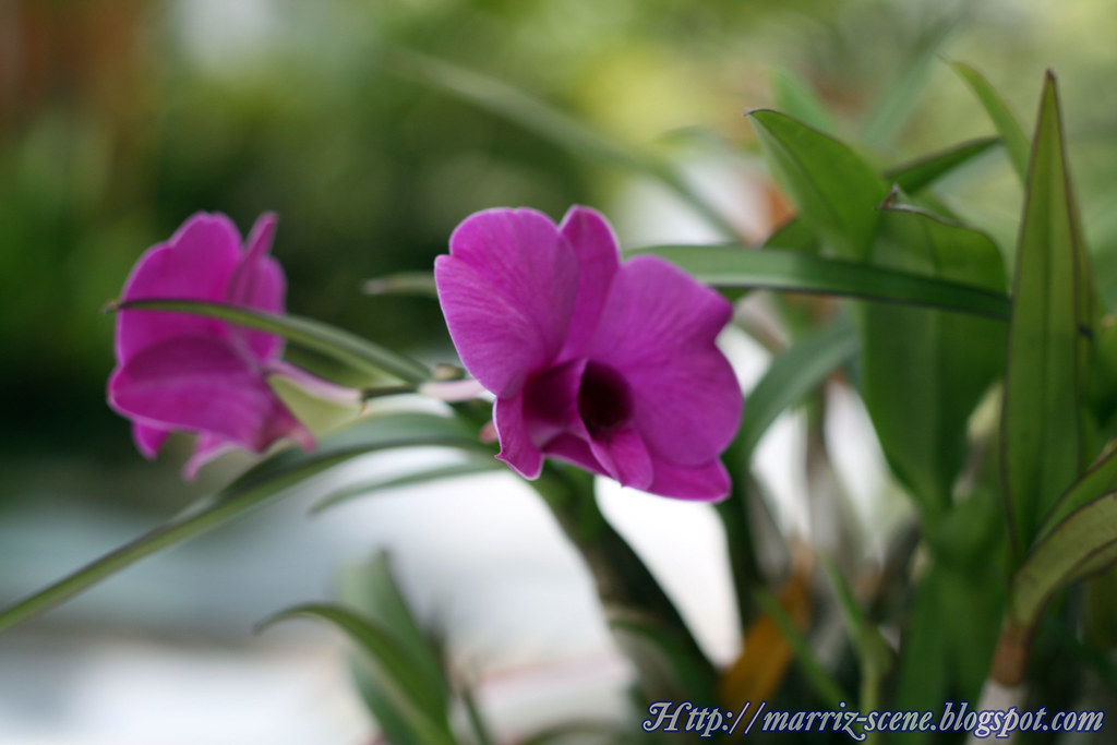 Hadi's orchid