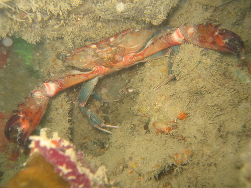 Red swimmer crab