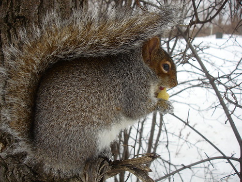 Squirrel buddy