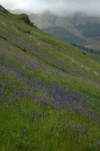 A 'Mountain side' of Bluebells