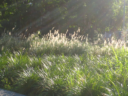 Sunlight through the grass IMG_0780