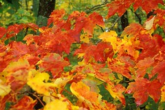 Maple Foliage
