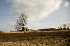 Tree in a Field