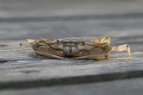 Crab Eye View