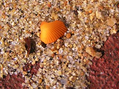 Rust, sand, shell