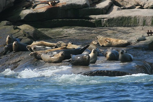 Lounging Seals