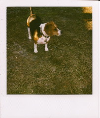 Beagle Polaroid