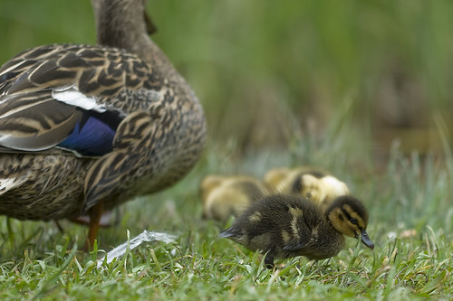 Duckies (by Hamsteren)