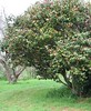 Giant Camellia