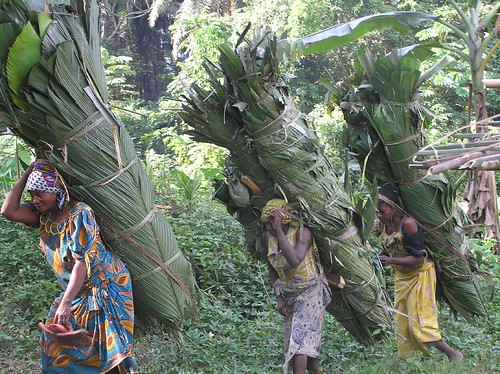 The ladies of Obenge return from the forest with the leaves for the roof of the new camp for TL2