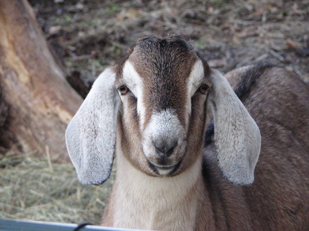 Goat with ears