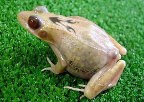 I just want to say that people who do tattoo frogs are sick and evil and 