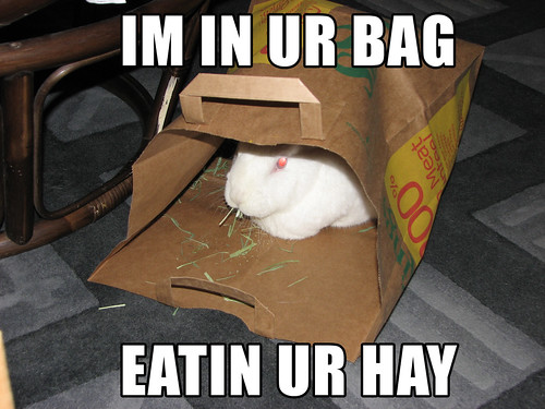 gus in bag (flash) - captioned