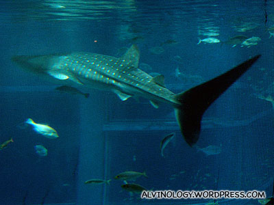The full length of the magnificent whale shark