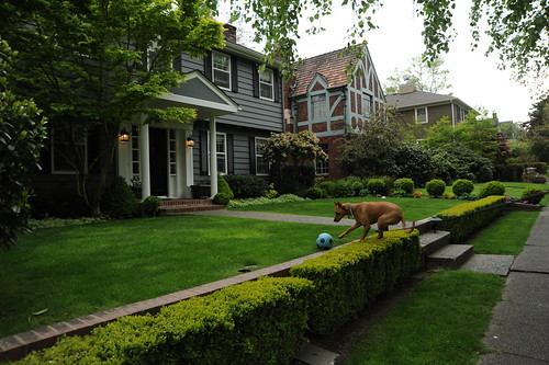 Rosie hops over the hedge to play with a ball on the lawn, nice houses, Montlake, Seattle, Washington, USA by Wonderlane