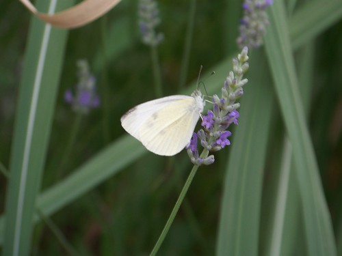 Butterfly and lavender