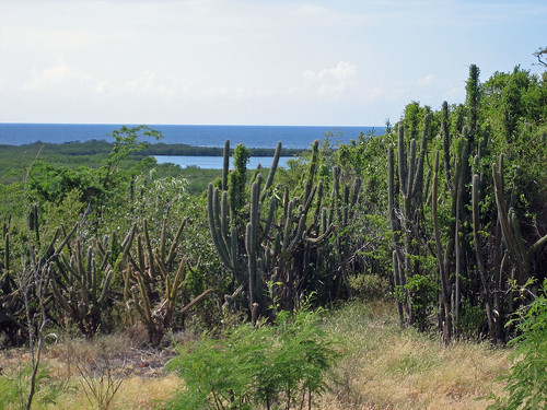 Guánica, Puerto Rico / Bosque seco / Dry forest