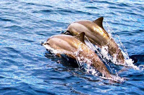  dolphins jumping 