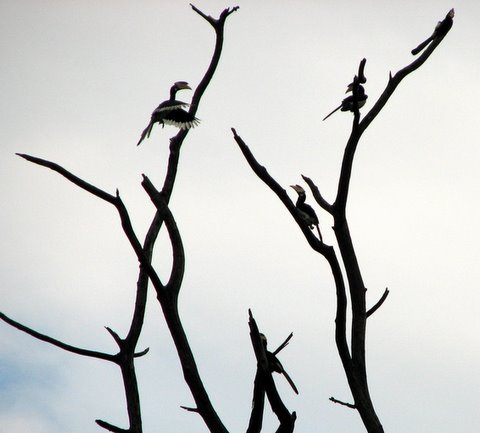 Hornbills on the Bhadra River