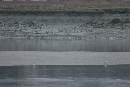 Si si, la tache sur le banc de sable, un Phoque veau marin
