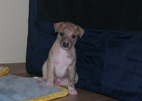 Whippet puppies 4,5 weeks old: Aguti
