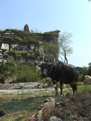 water buffalo @ muang boran, "the ancient city"