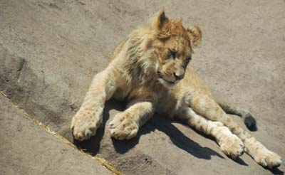 lazy lion cub