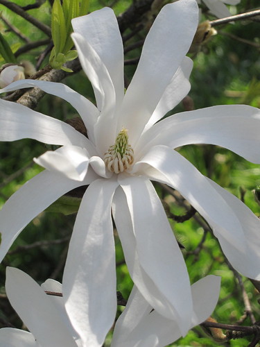 Magnolia, Isabella Plantation
