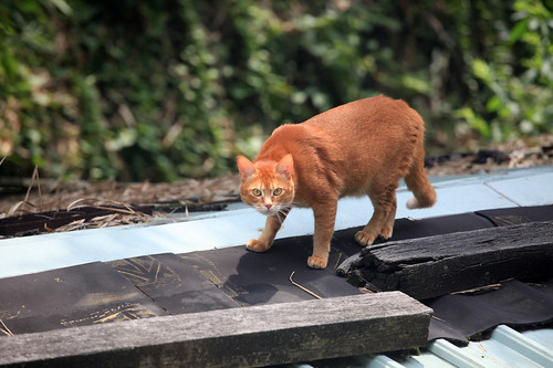 cat on the roof 3