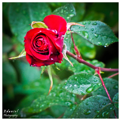 Rose and rain drops