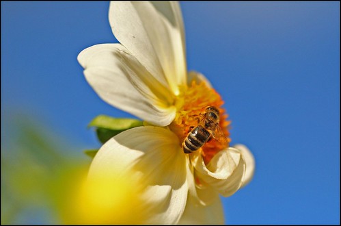Bienen im Herbst ...