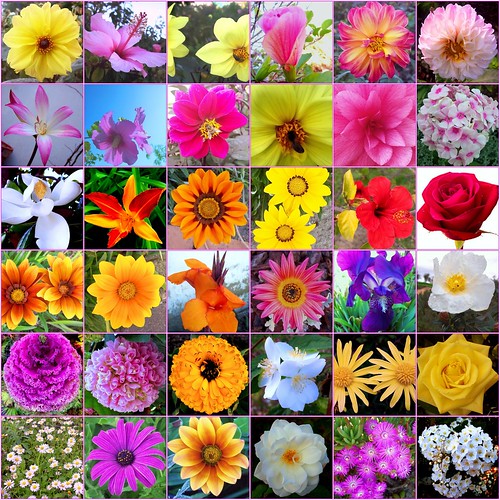 Flores - Flowers