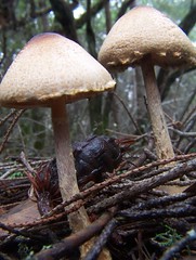 20080126 Mushrooms