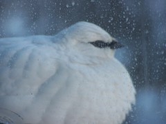 Snow grouse (Schneehuhn) - 2nd chance