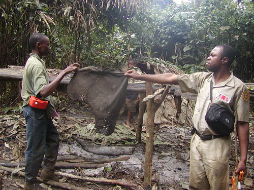 In the Okapi Reserve, uncontrolled military, using automatic weapons, were the elephant poachers. Here Crispin (now in TL2) holds up an elephant ear left by poachers in their camp.