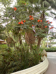Gorgeos flower tree at the Gulf Hotel