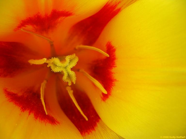Red-Yellow Tulip