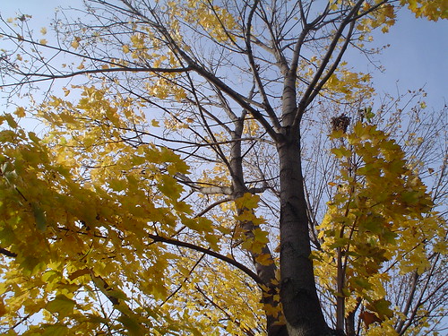 yellow leaves