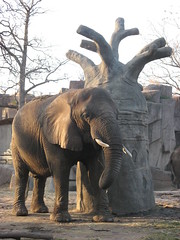 elephant in Milwaukee